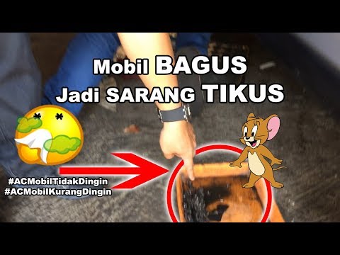 Mobil BAGUS, Jadi Sarang TIKUS - Yang Gak Kuat Jangan Liat - Honda CRV Mobil BAGUS, Jadi Sarang TIKUS - Yang Gak Kuat Jangan Liat - Honda CRV