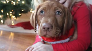 Cutest gift 🎁 under the Christmas tree fox RED Labrador by Wild Country Ranch 173 views 4 months ago 16 seconds