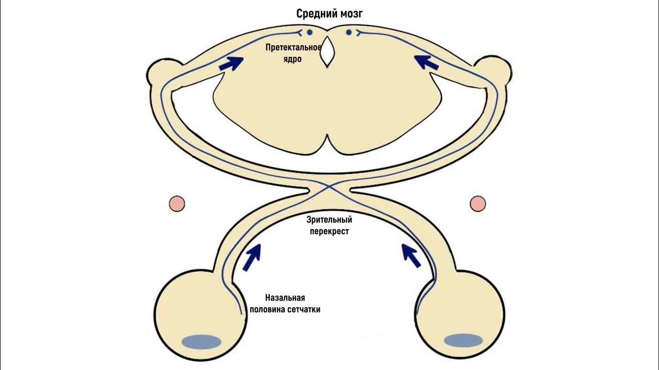 Рефлекс клетки. Зрачковый рефлекс физиология. Путь зрачкового рефлекса схема. Зрачковый рефлекс схема физиология. Рефлекторная дуга зрачкового рефлекса рисунок.