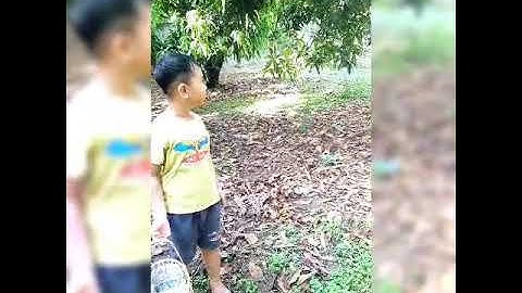 Thu hoạch Xoài cát Cần Giờ