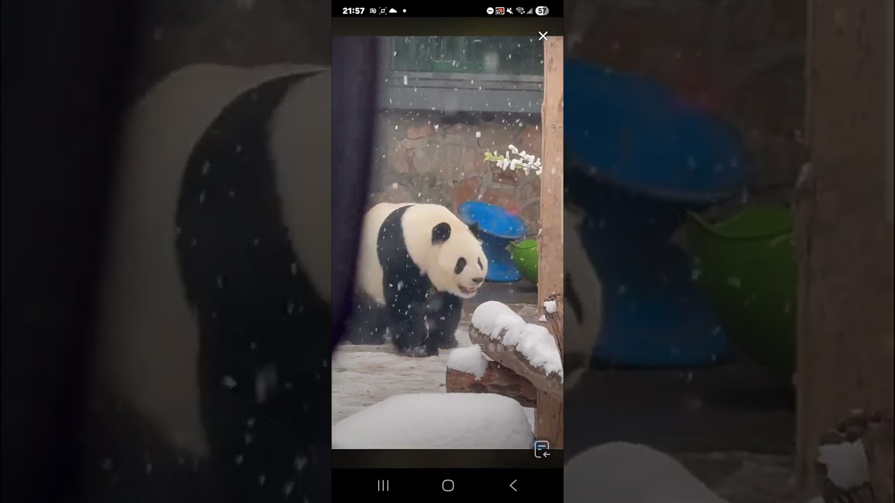 阿三看熊貓錄頻分享🐼 3月5號 小萌蘭日常活動時間 下午1點多活動