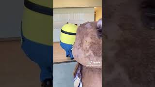 Migration Minions Part 1