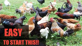 START YOUR LOCAL CHICKENS EASY AND NOW!!