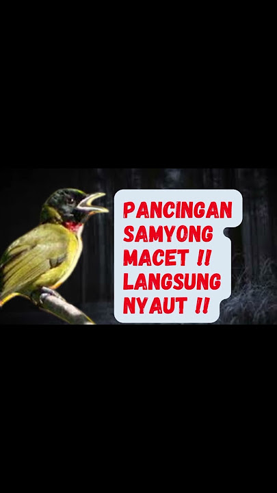 PANCINGAN SAMYONG MACET !! AUTO LANGSUNG BUNYI
