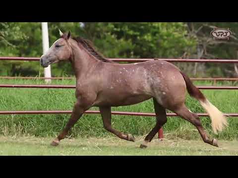 LOTE 44 - GRAYLAND QUEEN