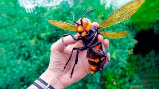 दुनिया की सबसे खतरनाक मधुमक्खी 😳😣#shorts​ #BackToBasics​ The World&#39;s Largest Killer Wasp