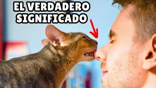 ¿Por qué mi gato me LAME LA NARIZ?