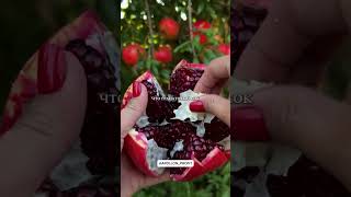 ГРАНАТ И ПОЛЬЗА