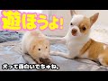 久しぶりにネズミと遊んだ子犬チワワが見せた可愛いすぎる変な行動