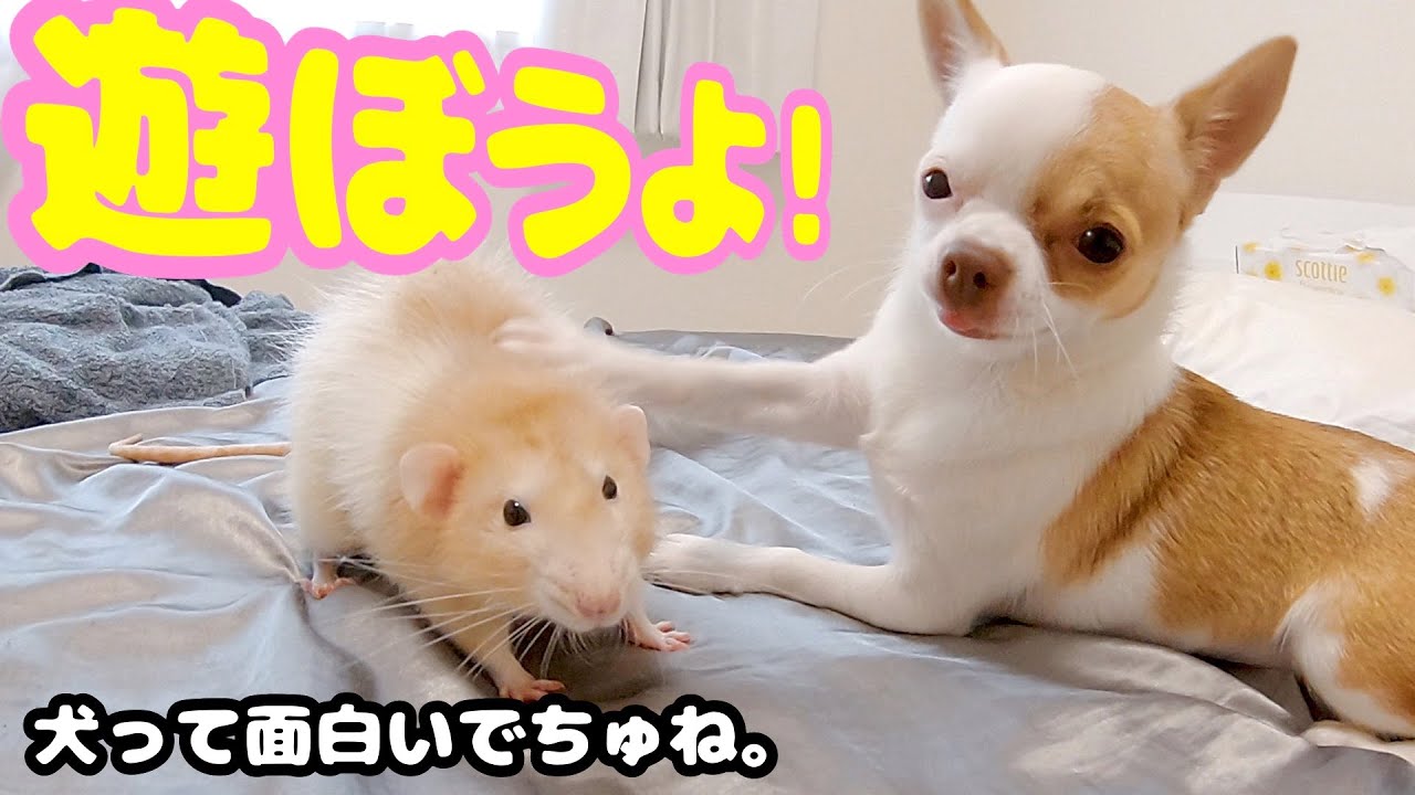 久しぶりにネズミと遊んだ子犬チワワが見せた可愛いすぎる変な行動 Youtube