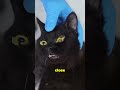 This Is Why Cats Can T Fully Close Their Eyes 
