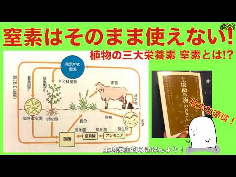 【#88】植物の三大栄養素の一つ「窒素」とは!? 窒素はそのままでは吸収されない!?