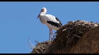 El Badi Palace & its storks - El-Badi Palast - Palais El-Badi - Marrakech