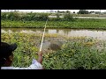 Fishing with a live bait |Continuous fishing of Talapia fishes|🐡🐡🐡🐡