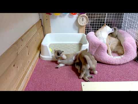 柴犬なつ!子育て生配信【生後36日】何故かベッドの裏が人気スポット・・・