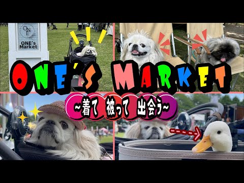 「短足でも大丈夫」と気づかせてくれた愛犬イベント♪