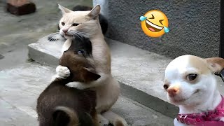 Best Funny Cats😍🐶 Funniest Animals 2024😻 Part 23