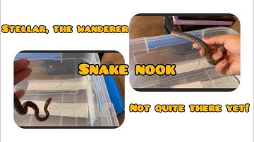 Spotted Python is a wanderer while he conditions to handling Part 5