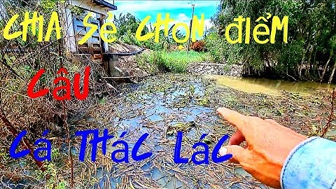 Mùa này cá thác lác thường ở những đầu đập,#caucahocmon