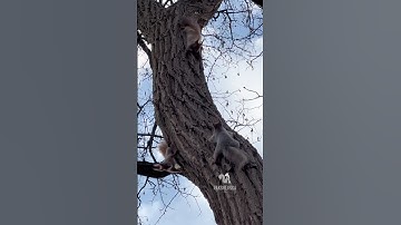 Three playful squirrels chasing each other around the tree — nature’s cutest game of tag!