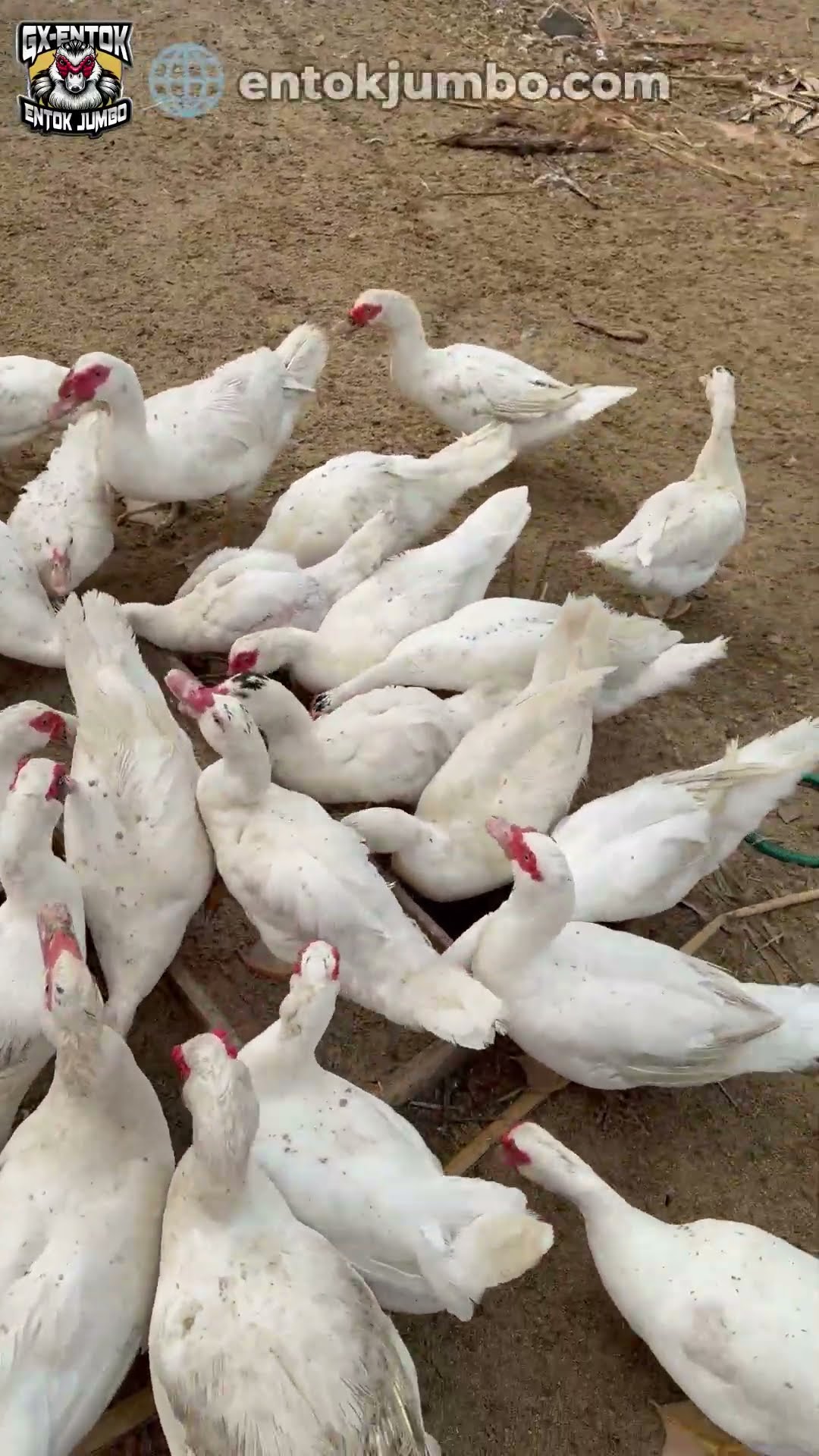 Cuplikan video Entok jumbo makan bareng, ban bekas jadi wadahnya, teman-teman pakai apa?