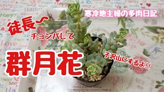多肉植物 徒長苗仕立て直し 群月花 40 寒冷地主婦の多肉日記 Youtube 多肉植物 徒長苗仕立て直し 群月花 40 寒冷地主婦の多肉日記 Youtube