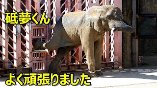 砥夢くん、よく頑張りました【ターゲットトレーニング】　African elephant(アフリカゾウ)　多摩動物公園