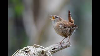 30 Minutes of Relaxing Bird Sounds for Stress Relief & Focus  Calming Nature Ambience @stockmedia5465