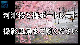 【YumeYumeJunk】ポートレート撮影風景、河津桜と梅