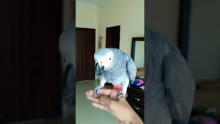 Hand tamed African grey parrot|Flight training|