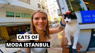 Cats Of Istanbul How Moda Is Taking Care Of Them