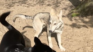 Snoop with a Swedish Vallhund, Swiss Sennen, Saarloos Wolfhond and Shiba Inu's