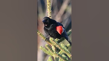 Thumbnail of red winged blackbird song #shorts