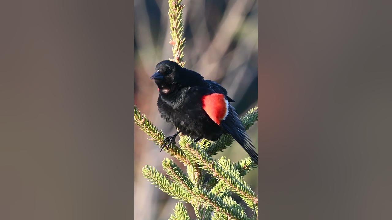 red winged blackbird song #shorts