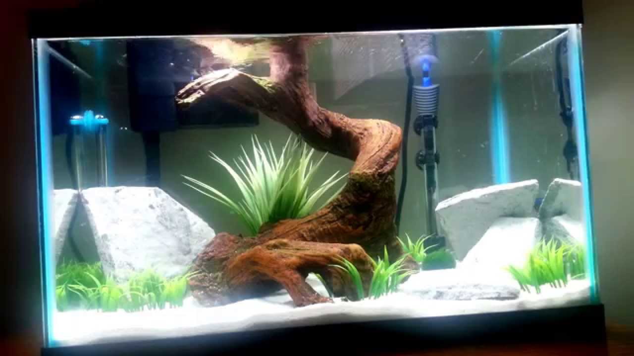 10 gallon male betta tank (Halfmoon betta) - YouTube