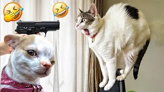 Guilty Dog and cat is so funny😬🐶Try Not to Laugh🐕2024 Part 15