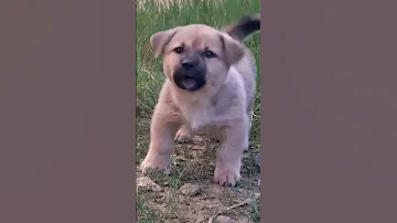 هوهو هوهو هوهو نشاااال زينااااوى بقرن اطلقت لية قول لية أزهار مركوبة 