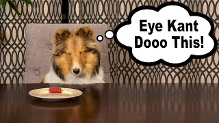 'I Can't DO THIS!'  Biscuits Good Dog Challenge  Cricket 'the Sheltie' Chronicles e069