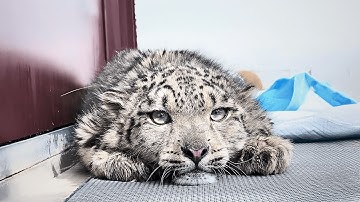 Remember that dying snow leopard cub? See how he