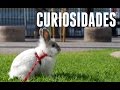 30 curiosidades sobre los conejos