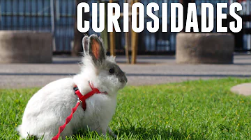 ¿Son inteligentes los conejos?