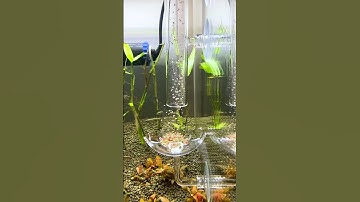 Bữa tiệc buffet cho cá trong bể cá thủy sinh