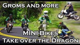 Mini-Bikes Take Over the Dragon - Honda Groms and More