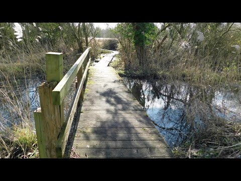 Wheatfen Nature Reserve Surlingham Norfolk Broads