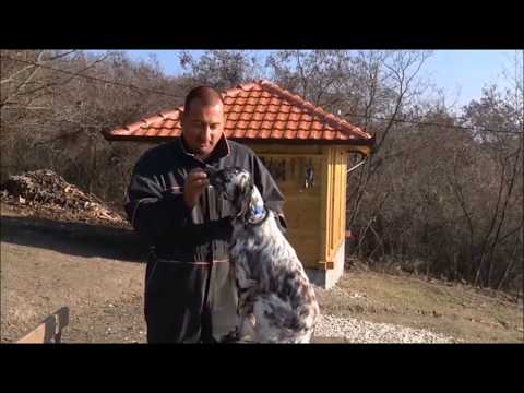 Training a hunting dog (2017)