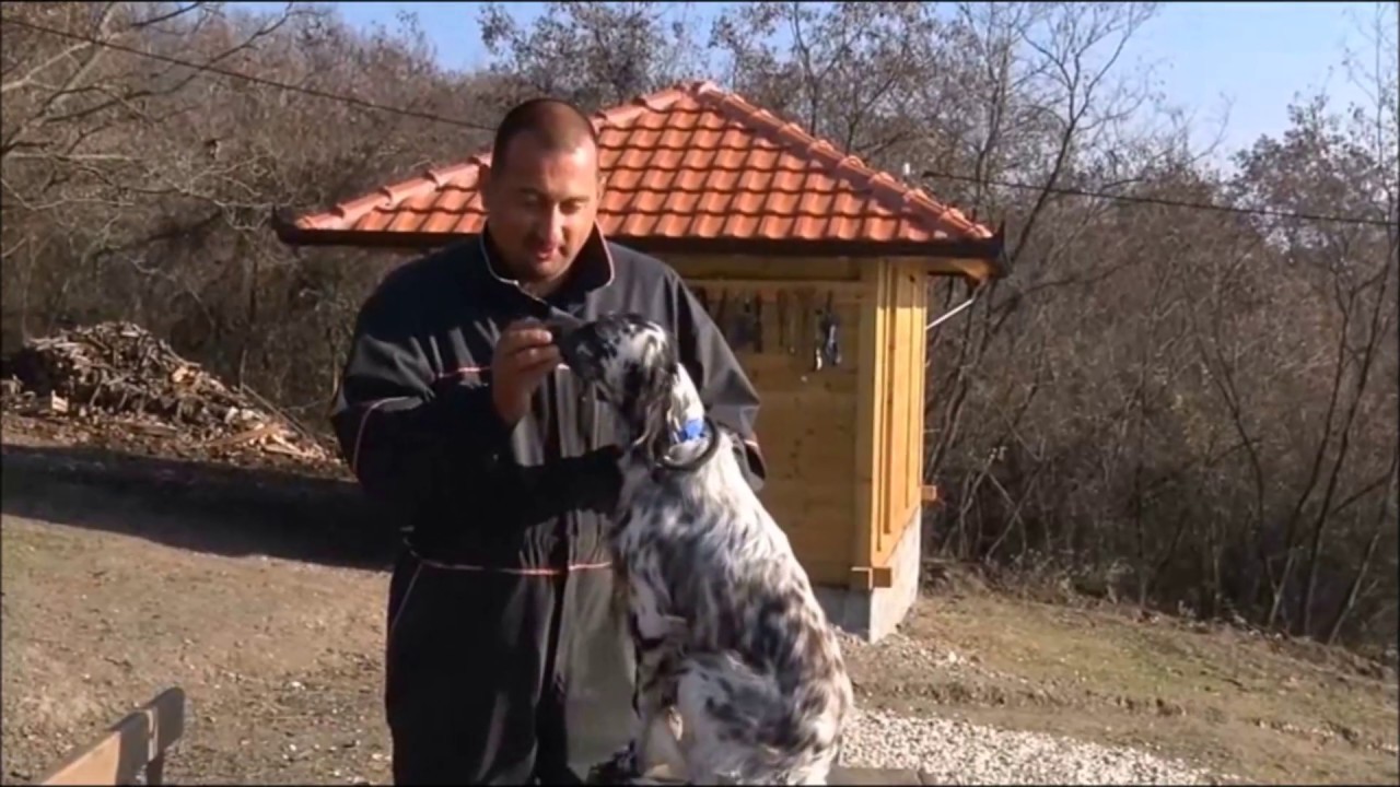 Trening sa lovačkim psom - (2017)