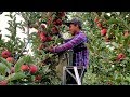 WOOOW  Incredible agriculture,variedades de manzanas, Many varieties of apples