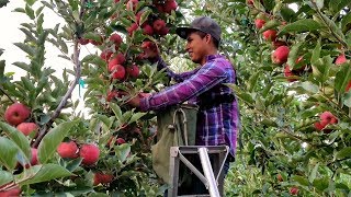 WOOOW  Incredible agriculture,variedades de manzanas, Many varieties of apples