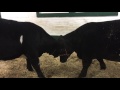 VLOG#45 some big cows