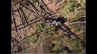 Powerful Big Tree Harvester Working,bark beetle calamity